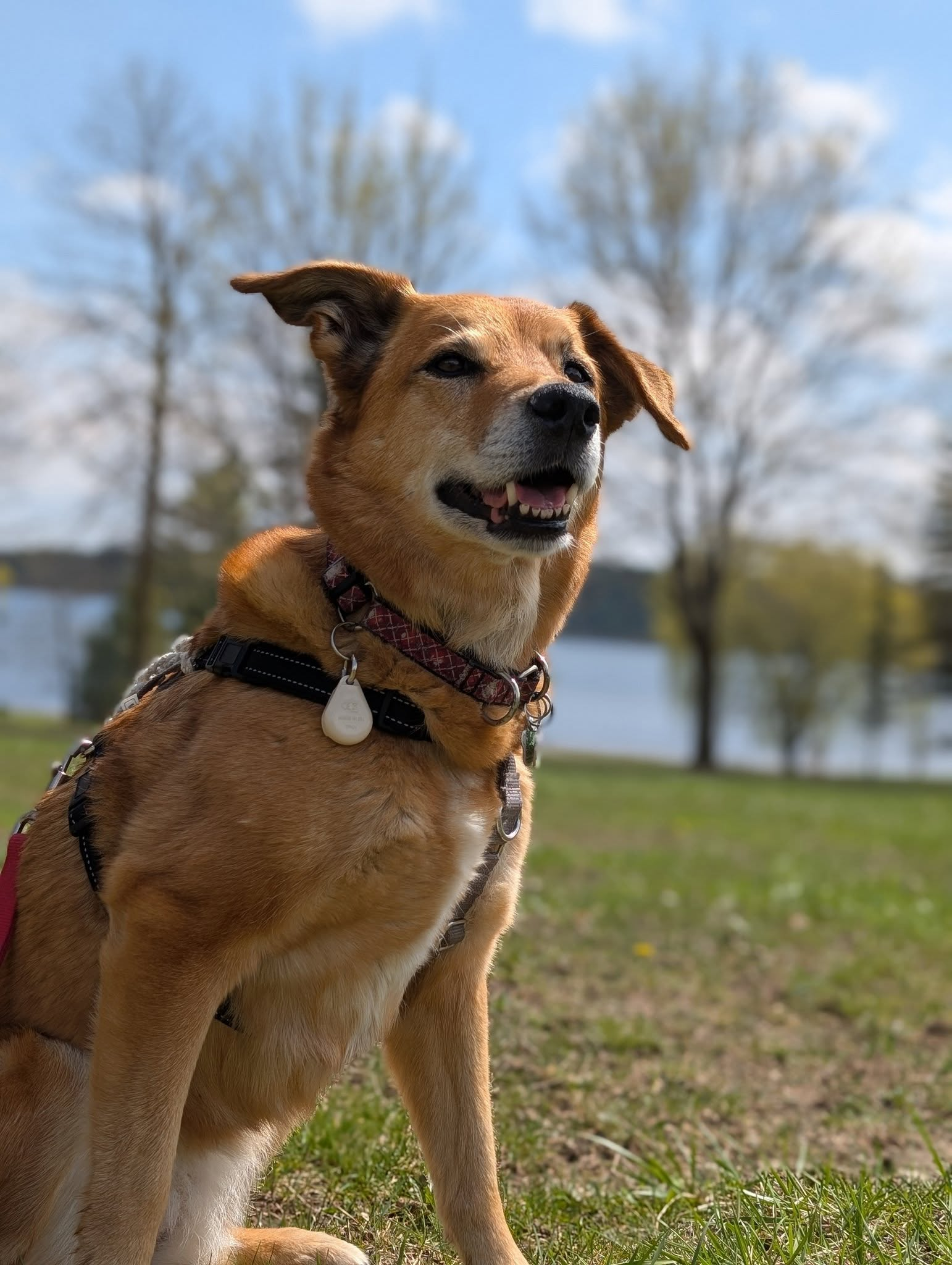 Happy dog enjoying the outdoors